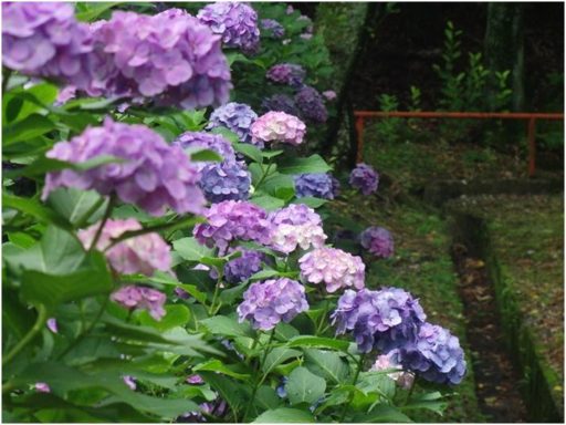 H２９年６月２９日の伊坂ダムのアジサイ