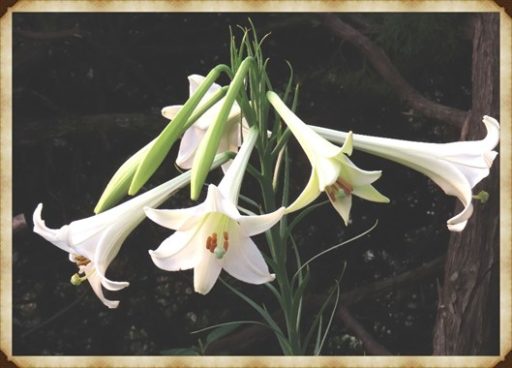 ちょっと寄り道・・・（夏の花々）