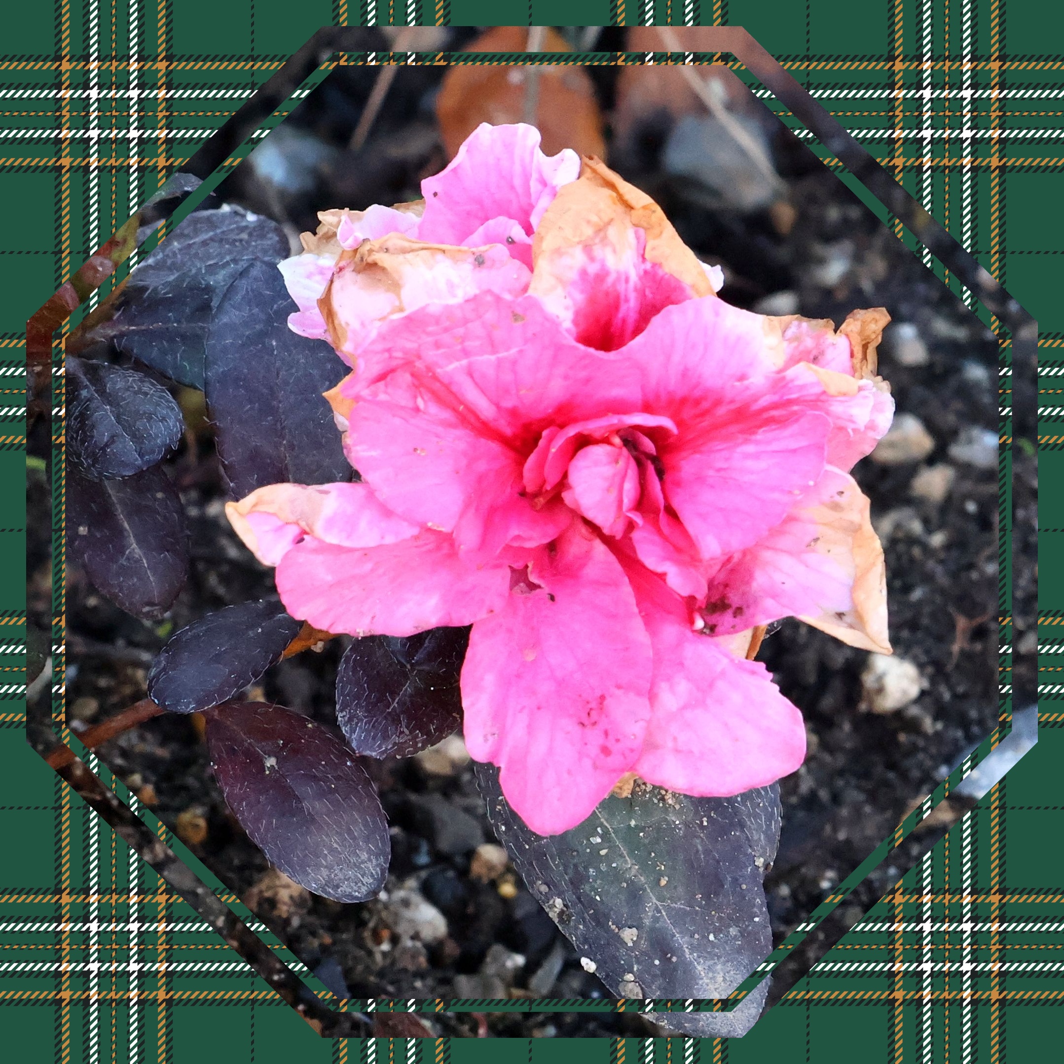 ちょっと寄り道・・・(初春の一東こども広場)