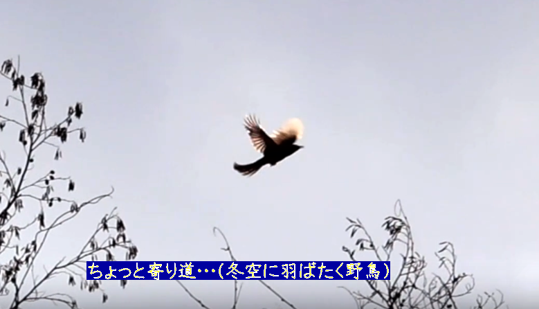 ちょっと寄り道・・・（冬空に羽ばたく野鳥）