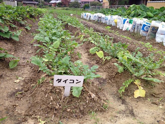 １０/５「伊坂町ふれあいガーデン」