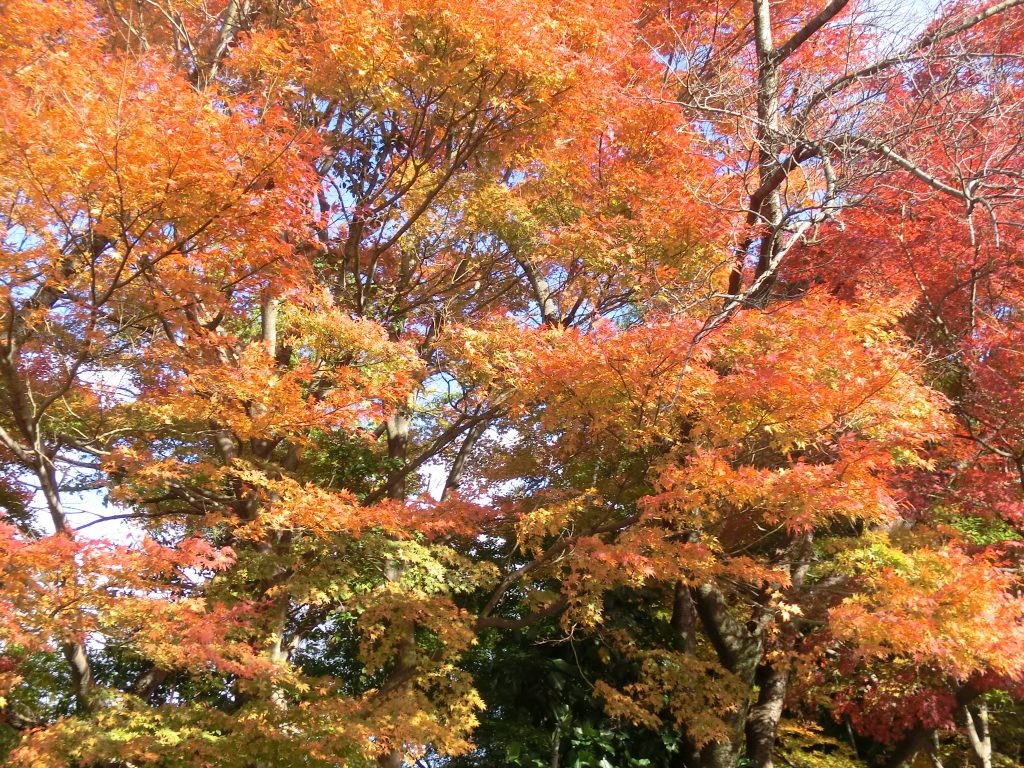 ちょっと寄り道・・・（紅葉の伊坂ダム）