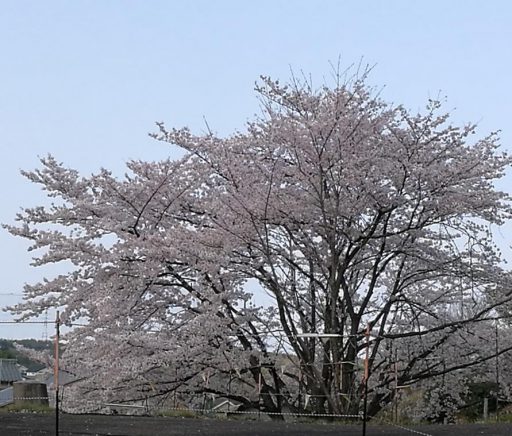 こども広場のソメイヨシノを比較分析すると・・・