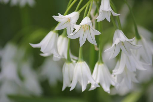 こども広場にミツカドネギが咲きました