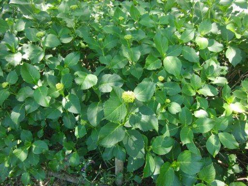 H29年５月２８日の伊坂ダムのアジサイ