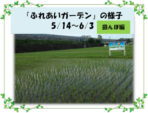 ふれあいガーデンの様子「田んぼ」