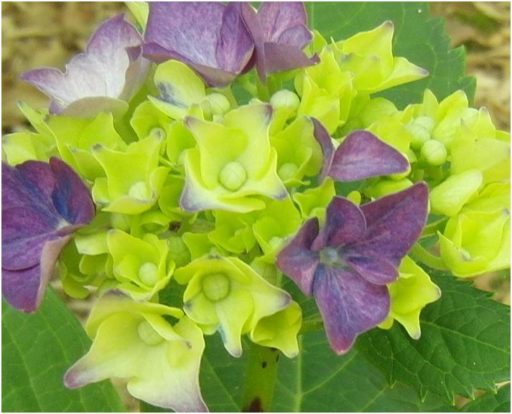 H２９年６月６日の伊坂ダムのアジサイ