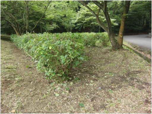 7/29　伊坂ダムのアジサイの剪定作業