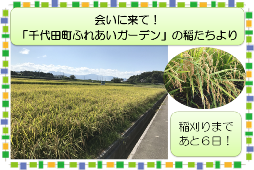 もうすぐ稲刈りです！