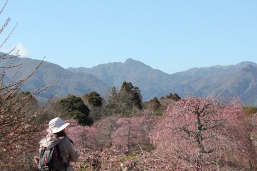 ちょっと寄り道・・・（鈴鹿の森庭園）