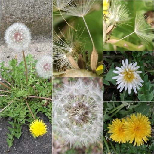 ちょっと寄り道・・・（あかつき台一丁目町内  野原の花々）