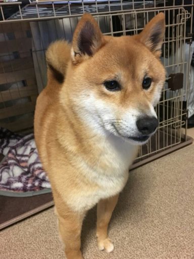 四日市市あかつき台から迷子の柴犬を探しています