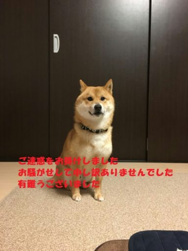 迷子のあずき君が戻りました