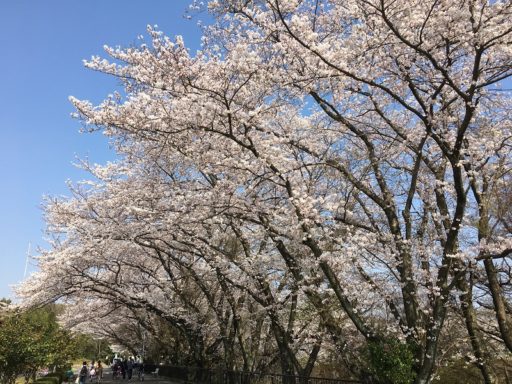 ちょっと寄り道・・・（平成３０年伊坂ダムの桜）