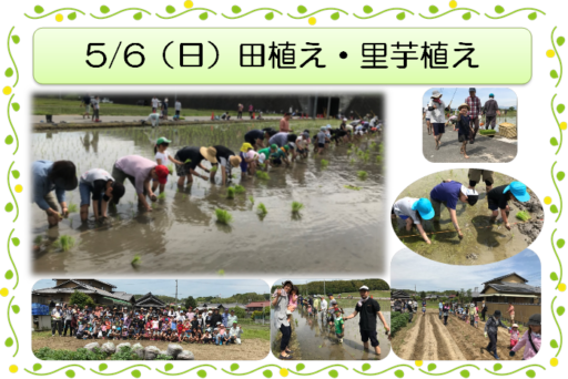 5/6（日）田植え・里芋植えのお手伝い☀