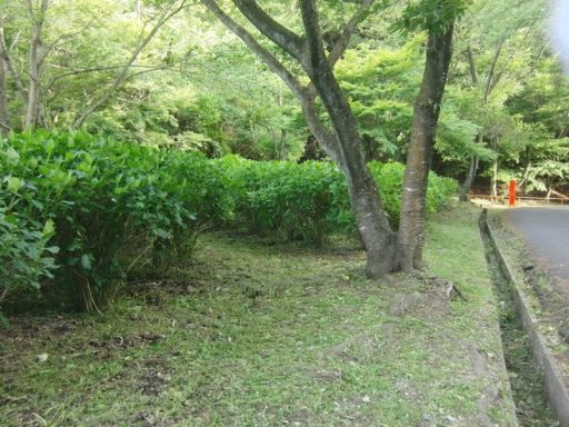 Ｈ３０年５月２０日（日）アジサイの下草刈り