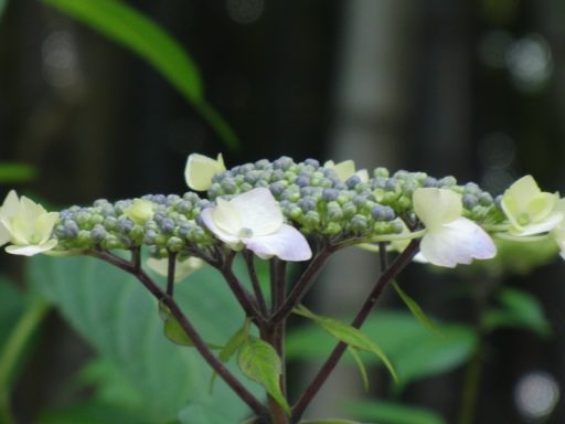 Ｈ３０年５月２７日の伊坂ダムのアジサイ