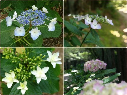 ちょっと寄り道・・・（伊坂ダムのアジサイ）
