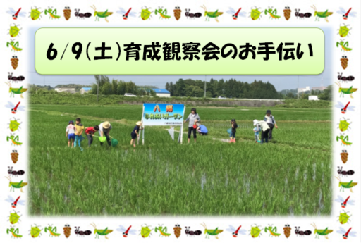 6/9（月）育成観察会のお手伝い㏌千代田町ふれあいガーデン