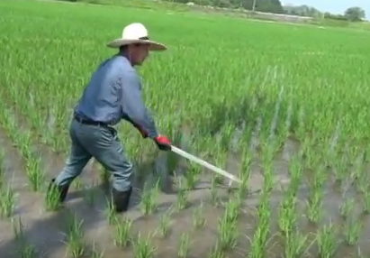 平成30年６月９日春の農業観察会がありました