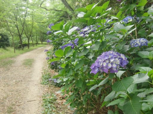 H３０年６月８日の伊坂ダムのアジサイ