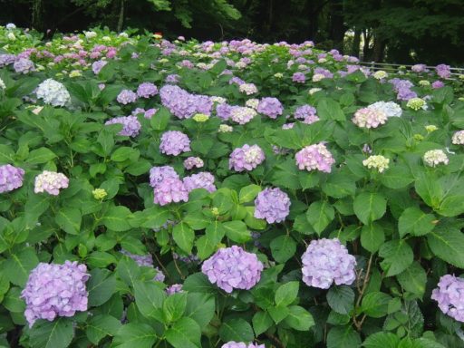 Ｈ３０年６月１５日の伊坂ダムのアジサイ