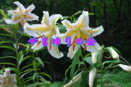 「やまゆりの会」へのお誘い