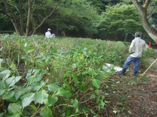 7/16（月）伊坂ダムのアジサイの剪定作業