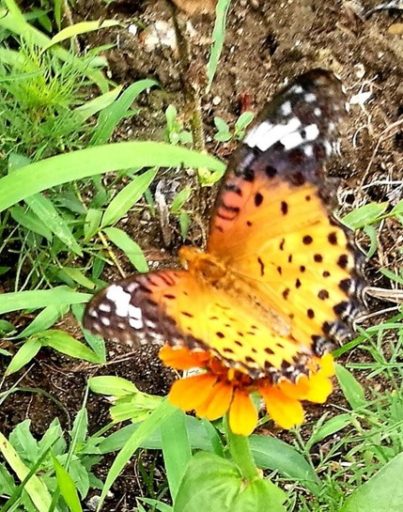 ちょっと寄り道の寄り道・・・