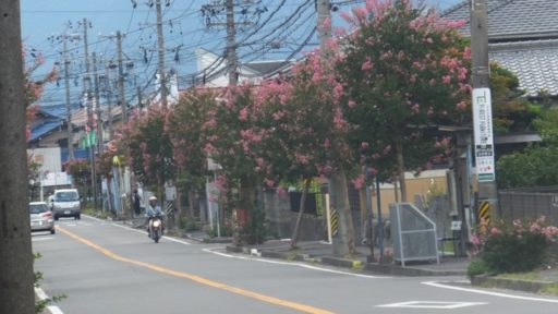 ちょっと寄り道・・・（あさけが丘のサルスベリ）