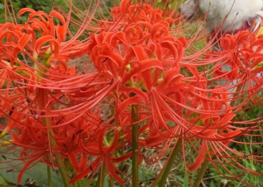 ちょっと寄り道・・・（彼岸花と玉すだれ・・・）