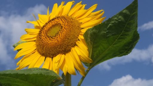 ちょっと寄り道・・・（散歩の楽しみ）