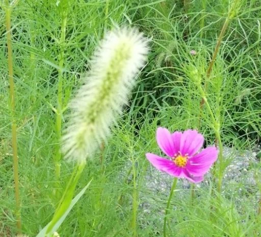 ちょっと寄り道・・・（秋の気配が町内にも）