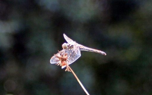 ちょっと寄り道・・・(町内の野原に赤とんぼが)