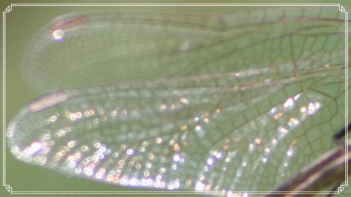 ちょっと寄り道・・・（町内の野原に赤とんぼが　パートⅡ）