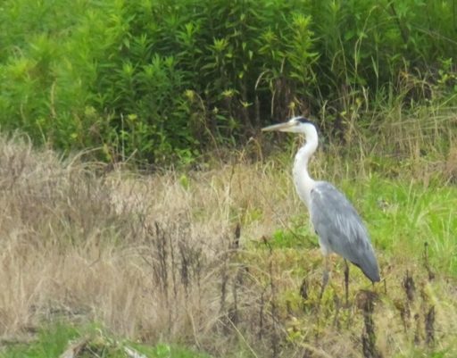 ちょっと寄り道・・・（八郷の自然　アオサギと鵜）