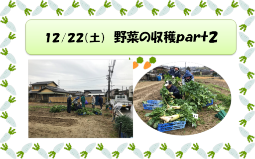 12/22（土）野菜の収穫part2のお手伝い