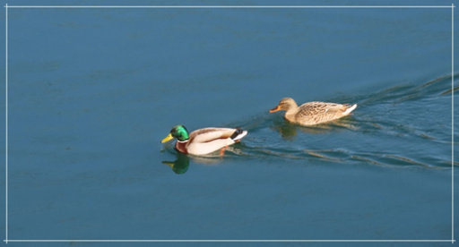 ちょっと寄り道・・・（伊坂ダムのカモたち）