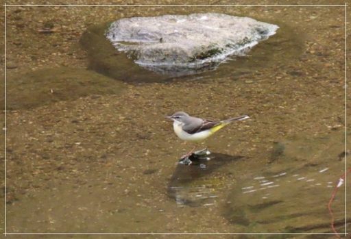 ちょっと寄り道・・・（朝明川のセキレイ）