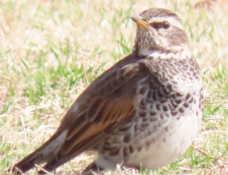 ちょっと寄り道・・・（ツグミにカワセミそしてスーパームーン）