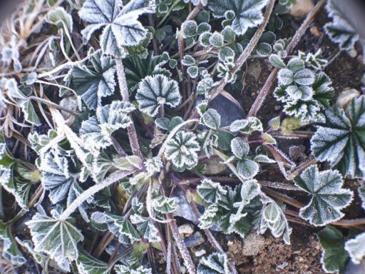 こいのぼりの下絵描き