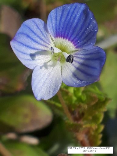 第16回「親子で作ろうこいのぼり」(2/21)(木)