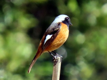 ちょっと寄り道・・・（色鳥）