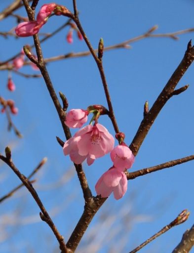 ちょっと寄り道・・・（カンヒザクラ・アオジ・シロハラ・・・）