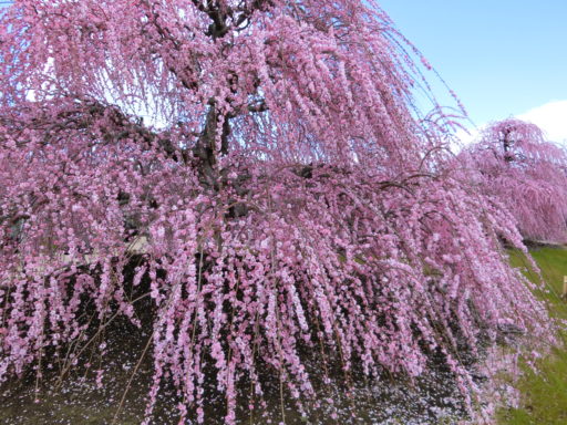 ちょっと寄り道・・・（鈴鹿の森庭園）
