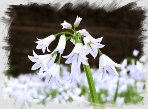 ちょっと寄り道・・・（春）