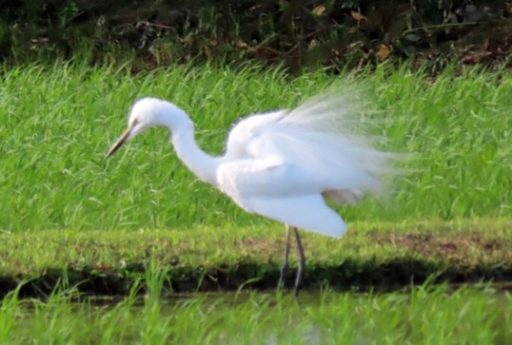 ちょっと寄り道・・・（ダイサギとチュウサギ）
