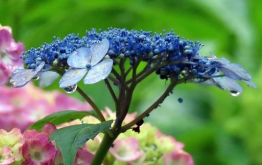 ちょっと寄り道・・・（雨が似合う花）