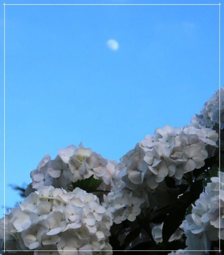 ちょっと寄り道・・・（梅雨の晴れ間に・・）
