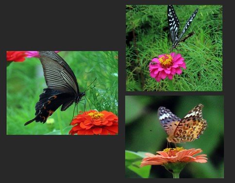 ちょっと寄り道・・・（アゲハ蝶・・）